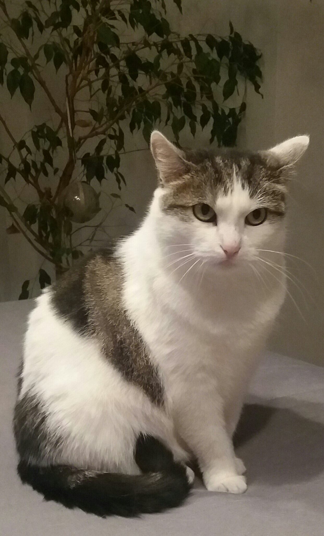 Bild von Flauschi