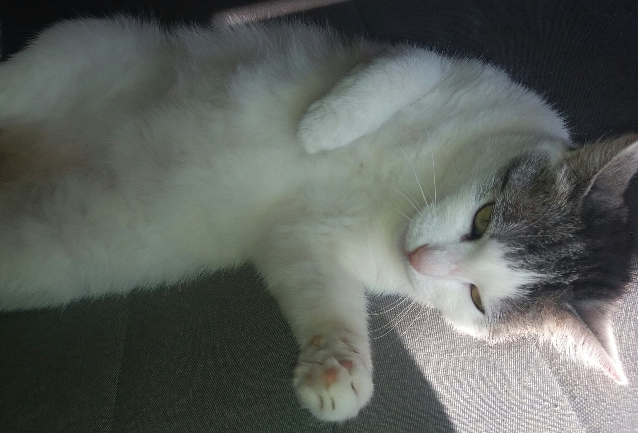 Bild von Flauschi