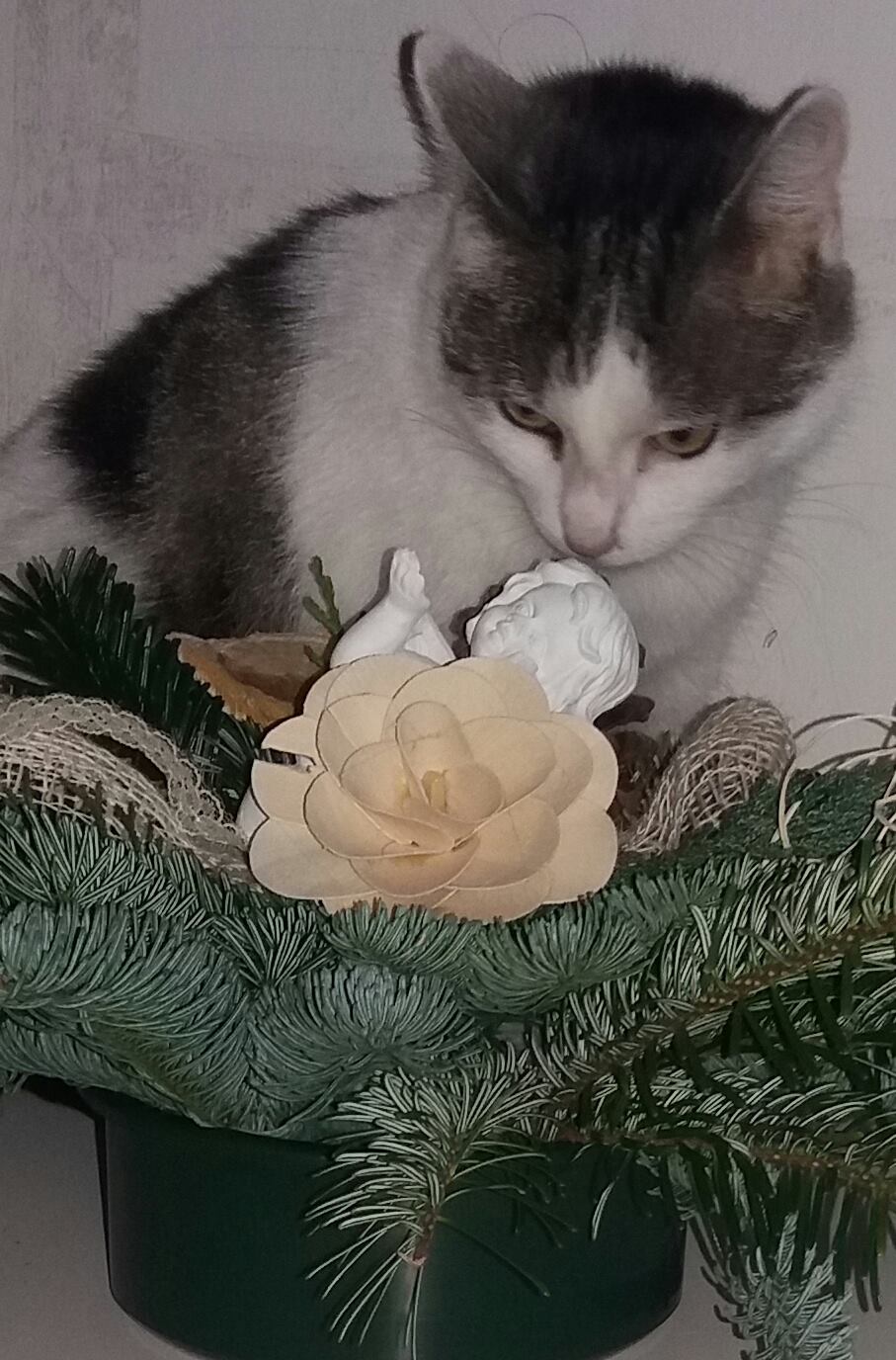 Bild von Flauschi
