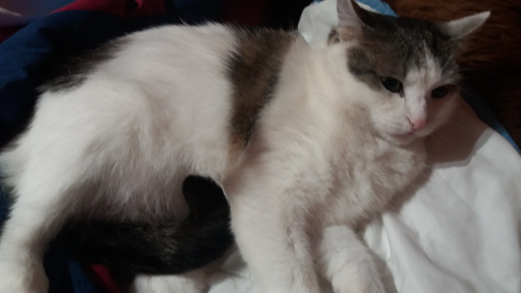 Bild von Flauschi