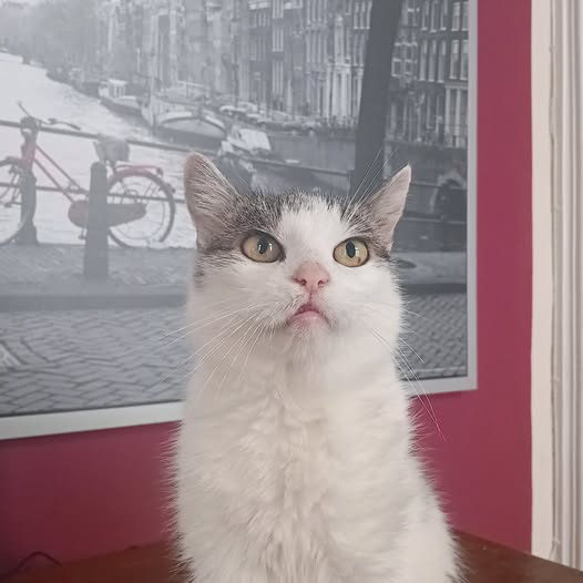 Bild von Flauschi