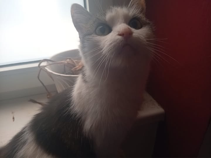 Bild von Flauschi