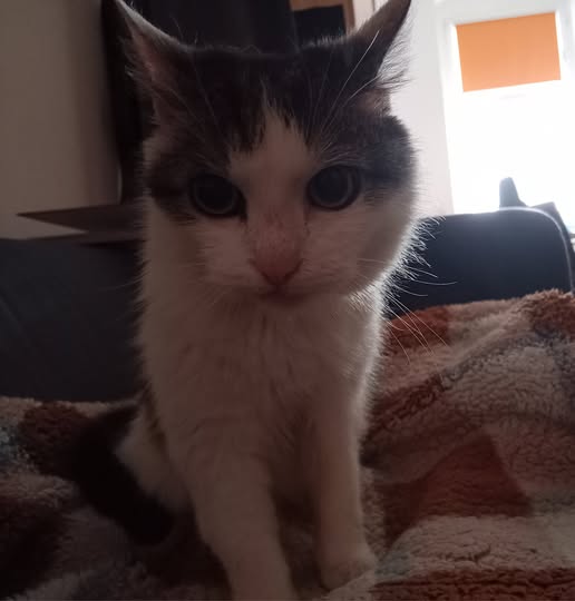 Bild von Flauschi