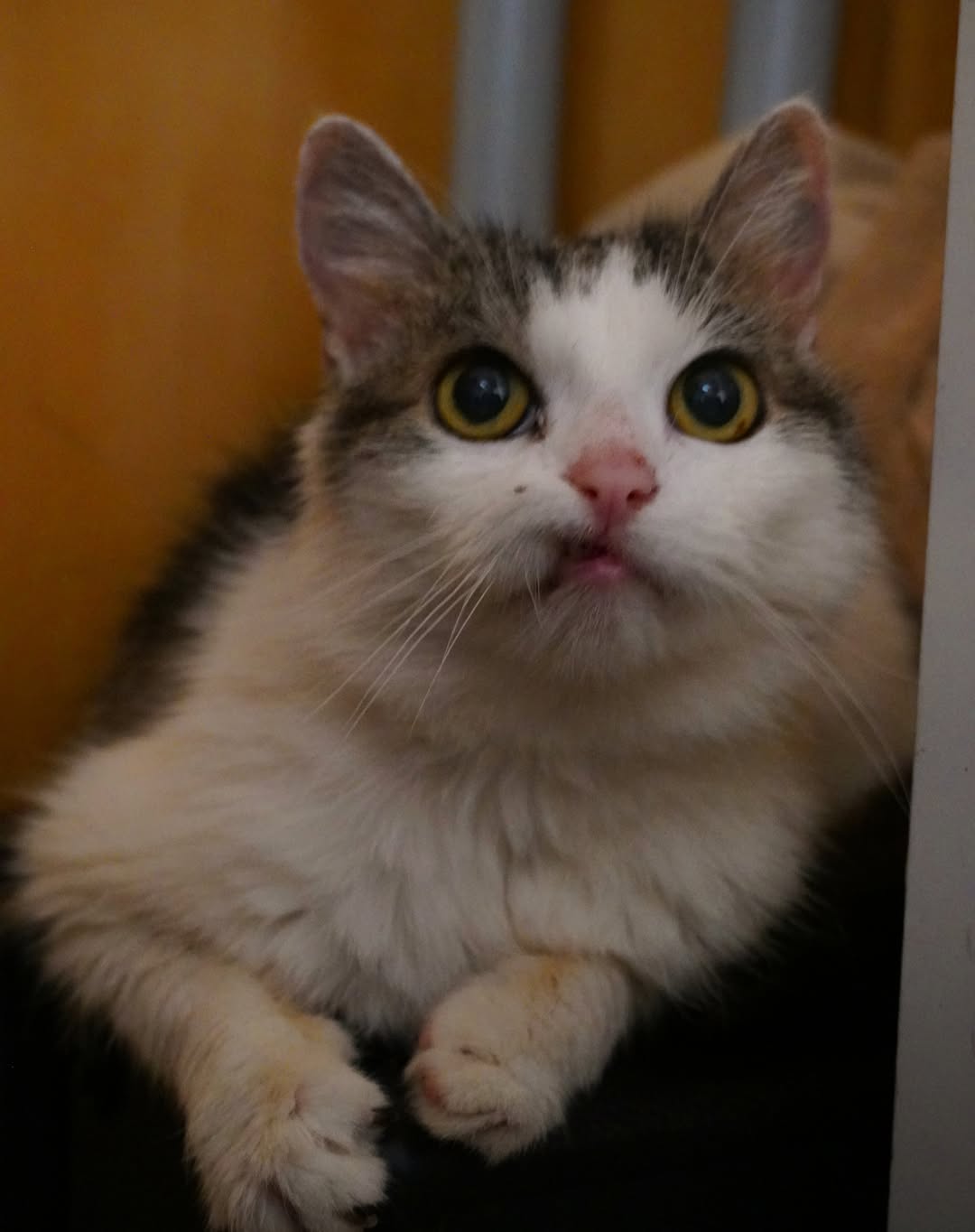 Bild von Flauschi