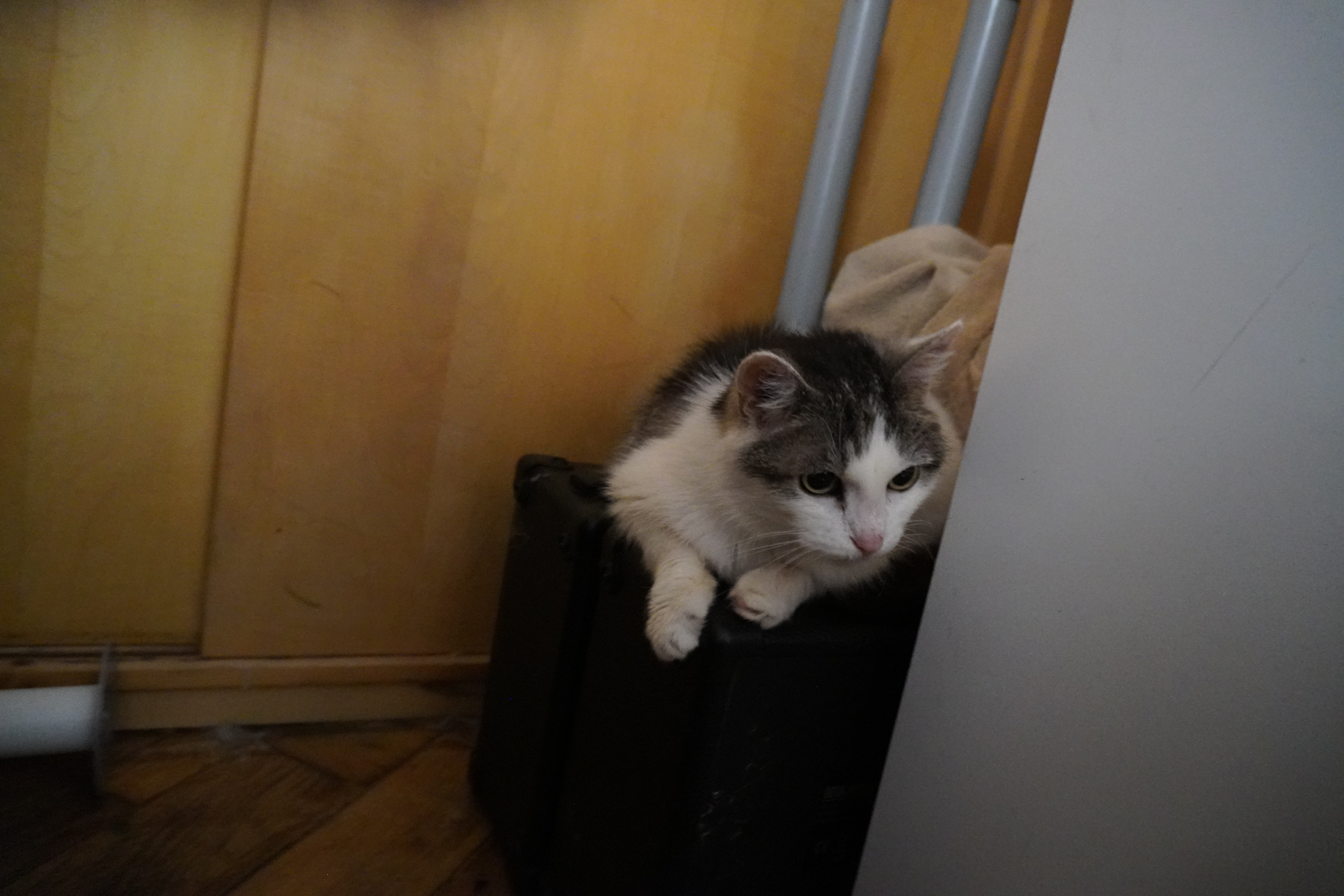 Bild von Flauschi