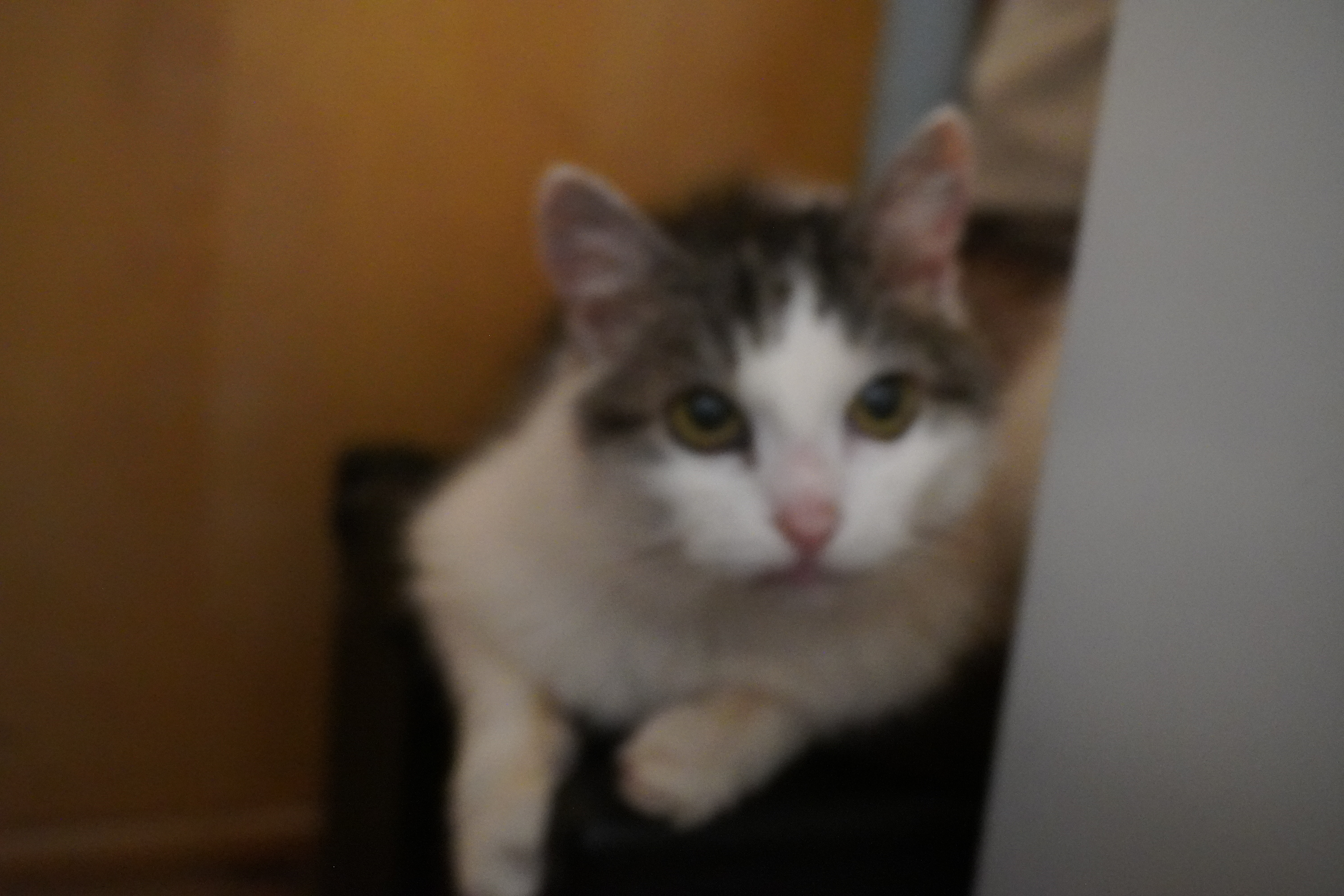 Bild von Flauschi