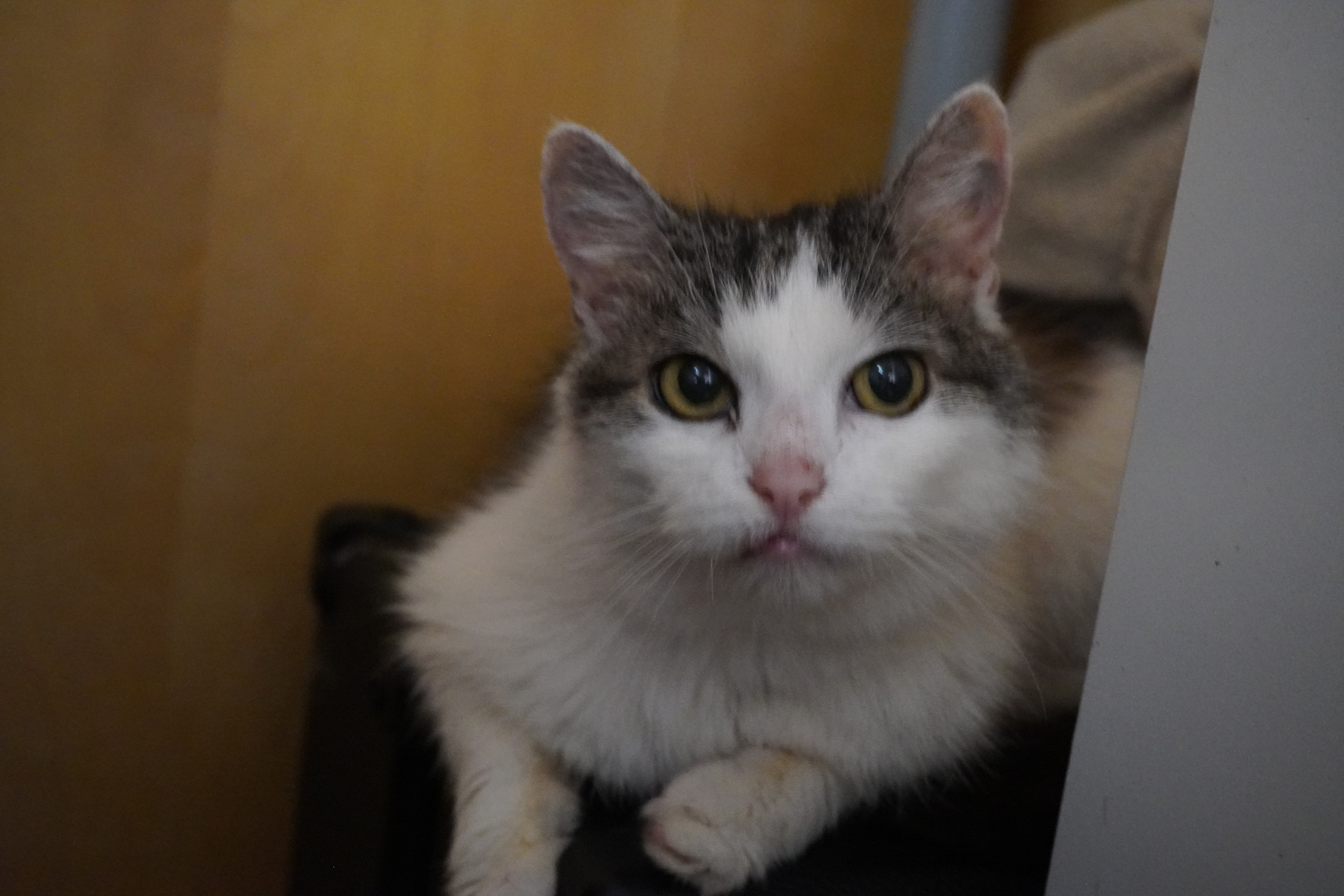Bild von Flauschi