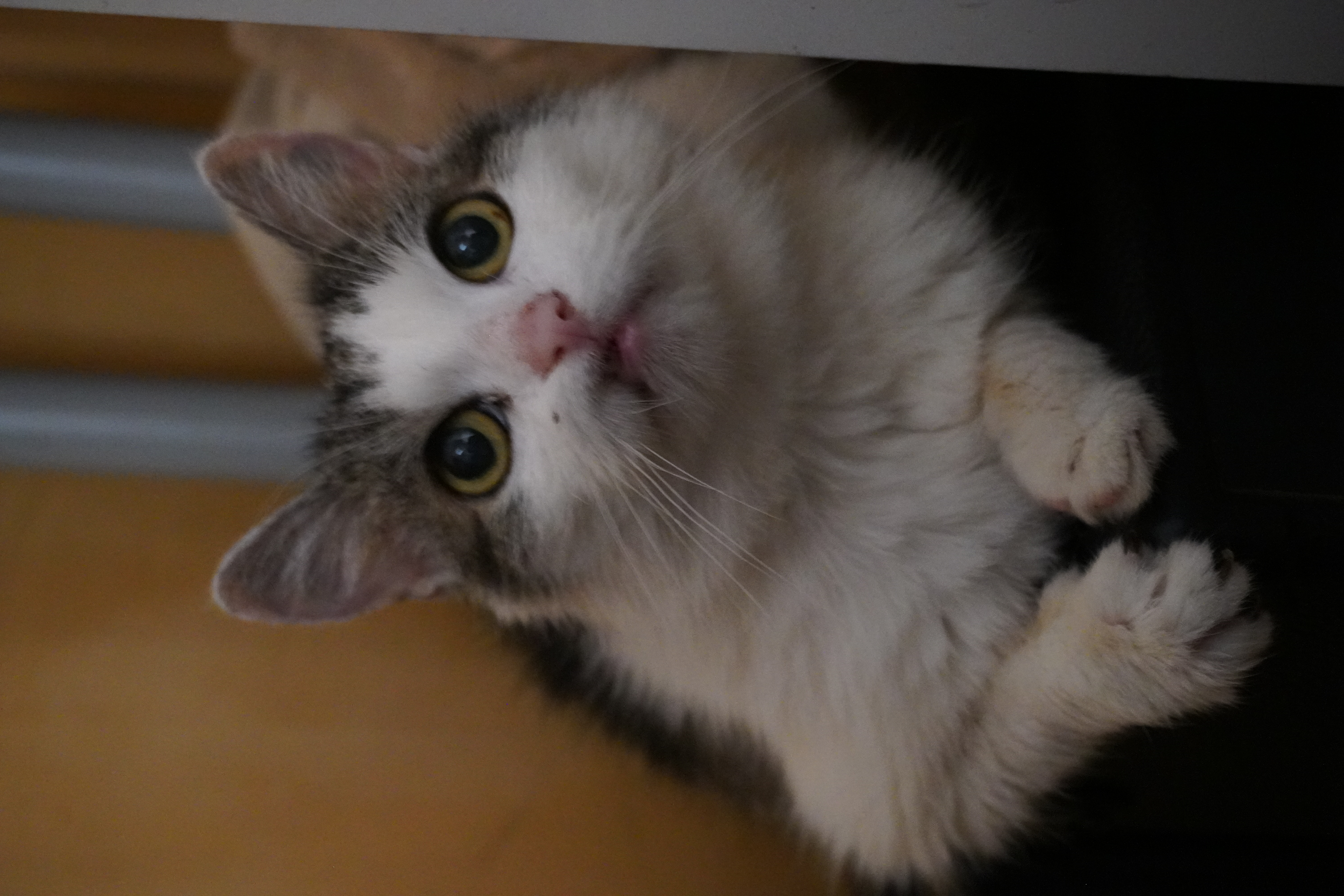 Bild von Flauschi