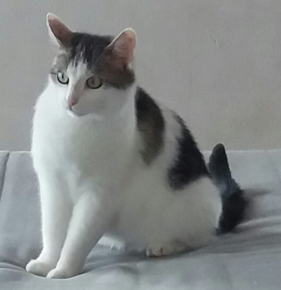 Bild von Flauschi
